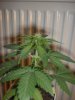 kush4 003.jpg