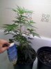 Height of Plant.jpg Height of Plant.jpg