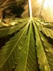 same leaf.JPG