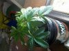 IMG_20100828_154101.jpg
