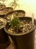 20100901173855.jpg 20100901173855.jpg