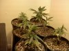 20100901173849.jpg 20100901173849.jpg