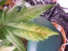 Leaf problem 2.jpg
