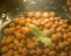 Homegrown Fantaseed 008.jpg