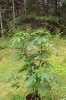 DSC00916.jpg