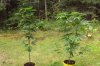 DSC00926.jpg