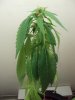 DSC01044.jpg