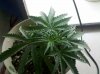IMG_20100902_205618.jpg