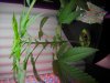 DSCN1487.jpg