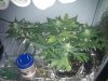 Day38-7.jpg