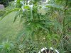 DSC00367.jpg