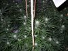 week 3 Flower night 002.jpg