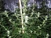 week 3 Flower night 005.jpg