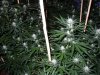 week 3 Flower night 007.jpg