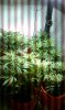 IMAG0073.jpg IMAG0073.jpg