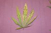 sick leaves.jpg