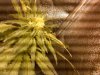 IMG00003-20100904-1557.jpg