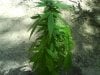 DSC00015.JPG