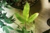 leaf issue 1.jpg