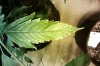 leaf issue 4.jpg