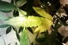 leaf issue 3.jpg