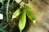 leaf issue 2.jpg