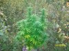 ak473.jpg