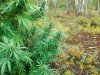 outdoors 022.jpg