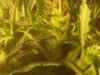 possible hermie 2.jpg