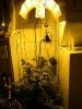 growroom.jpg
