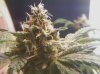 bud9.jpg bud9.jpg