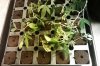 clones day 4-2.jpg clones day 4-2.jpg