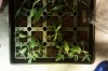 clones day 4-3.jpg clones day 4-3.jpg
