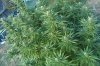 reguvinated plant 019.jpg