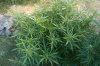 reguvinated plant 023.jpg