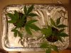 DSC08637.jpg
