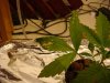 DSC08639.jpg