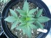 Delicious seeds la diva 3.jpg Delicious seeds la diva 3.jpg