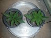 DSCN1878.jpg DSCN1878.jpg