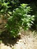 DSCN1862.jpg DSCN1862.jpg