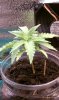 IMAG0244.jpg