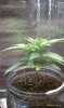 IMAG0254.jpg