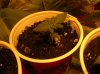 DSCN0675.jpg