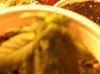 DSCN0682.jpg