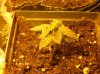 DSCN0672.jpg