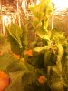 DSCF0249.JPG