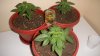 DSCN0620.jpg