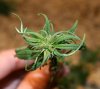 early bud2.jpg