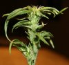 early bud1.jpg