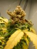 closeup brown bud.jpg